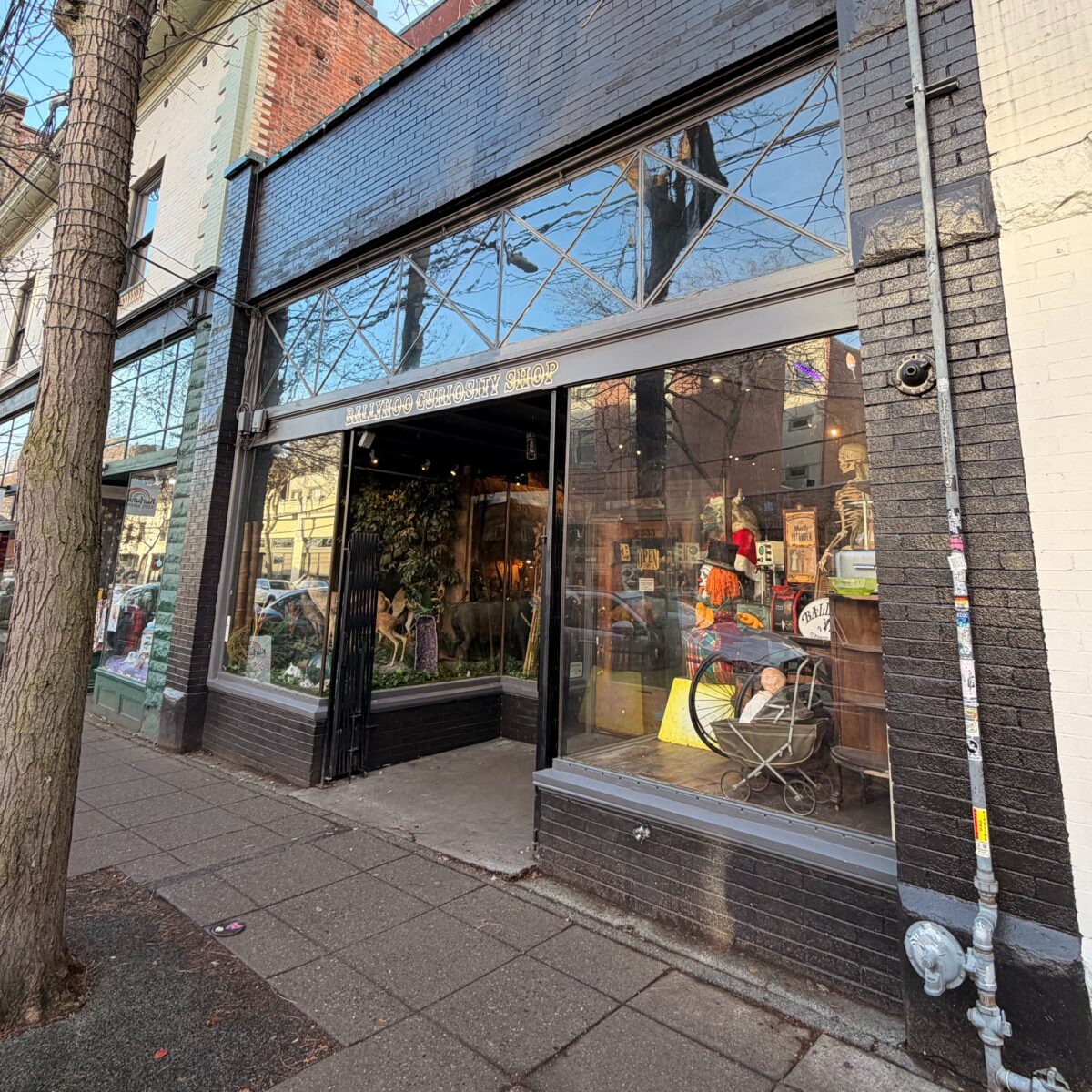 Ballyhoo Curiosity Shop